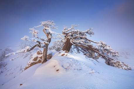 Winter landscape with some Leucodermis Pines. Pinus leucodermis are the only trees, in the Appennini mountain range, that can survive above the altitude of 2000 metres. They are tough enough to withstand the heavy snowstorm that are not rare there in wintertime. Winter landscape with some Leucodermis Pines. Pinus leucodermis are the only trees, in the Appennini mountain range, that can survive above the altitude of 2000 metres. They are tough enough to withstand the heavy snowstorm that are not rare there in wintertime.