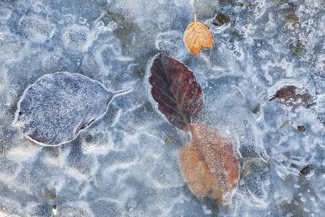 leaves trapped in the ice in wintertime. Pollino National Park.