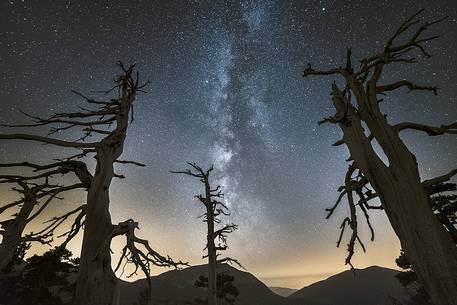 Leucodermis Pines on a starry night in the Pollino National Park.
Pinus leucodermis is widespread in the Balkan Peninsula and is present as a post-glacial relict in Southern Italy.
The oldest Italian populations of this species are located at high elevation in the mountains of Pollino range.
In 1993 the a National Park (the Pollino National Park, actually the biggest one in Italy) was founded to protect those beautiful and unique trees from anthropogenic activities.
