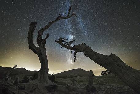 Leucodermis Pines on a starry night in the Pollino National Park.
Pinus leucodermis is widespread in the Balkan Peninsula and is present as a post-glacial relict in Southern Italy.
The oldest Italian populations of this species are located at high elevation in the mountains of Pollino range.
In 1993 the a National Park (the Pollino National Park, actually the biggest one in Italy) was founded to protect those beautiful and unique trees from anthropogenic activities.
