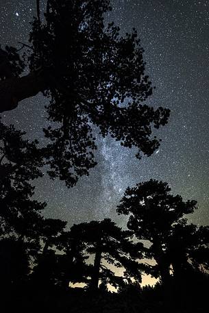 Leucodermis Pines on a starry night in the Pollino National Park.
Pinus leucodermis is widespread in the Balkan Peninsula and is present as a post-glacial relict in Southern Italy.
The oldest Italian populations of this species are located at high elevation in the mountains of Pollino range.
In 1993 the a National Park (the Pollino National Park, actually the biggest one in Italy) was founded to protect those beautiful and unique trees from anthropogenic activities.
