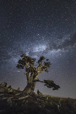 Leucodermis Pines on a starry night in the Pollino National Park.
Pinus leucodermis is widespread in the Balkan Peninsula and is present as a post-glacial relict in Southern Italy.
The oldest Italian populations of this species are located at high elevation in the mountains of Pollino range.
In 1993 the a National Park (the Pollino National Park, actually the biggest one in Italy) was founded to protect those beautiful and unique trees from anthropogenic activities.
