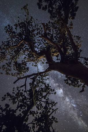 Leucodermis Pines on a starry night in the Pollino National Park.
Pinus leucodermis is widespread in the Balkan Peninsula and is present as a post-glacial relict in Southern Italy.
The oldest Italian populations of this species are located at high elevation in the mountains of Pollino range.
In 1993 the a National Park (the Pollino National Park, actually the biggest one in Italy) was founded to protect those beautiful and unique trees from anthropogenic activities.
