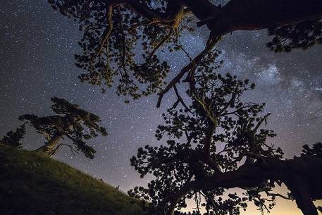 Leucodermis Pines on a starry night in the Pollino National Park.
Pinus leucodermis is widespread in the Balkan Peninsula and is present as a post-glacial relict in Southern Italy.
The oldest Italian populations of this species are located at high elevation in the mountains of Pollino range.
In 1993 the a National Park (the Pollino National Park, actually the biggest one in Italy) was founded to protect those beautiful and unique trees from anthropogenic activities.
