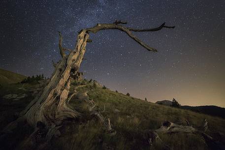 Leucodermis Pine on a starry night in the Pollino National Park.
Pinus leucodermis is widespread in the Balkan Peninsula and is present as a post-glacial relict in Southern Italy.
The oldest Italian populations of this species are located at high elevation in the mountains of Pollino range.
In 1993 the a National Park (the Pollino National Park, actually the biggest one in Italy) was founded to protect those beautiful and unique trees from anthropogenic activities.
Leucodermis Pine on a starry night in the Pollino National Park.
Pinus leucodermis is widespread in the Balkan Peninsula and is present as a post-glacial relict in Southern Italy.
The oldest Italian populations of this species are located at high elevation in the mountains of Pollino range.
In 1993 the a National Park (the Pollino National Park, actually the biggest one in Italy) was founded to protect those beautiful and unique trees from anthropogenic activities.