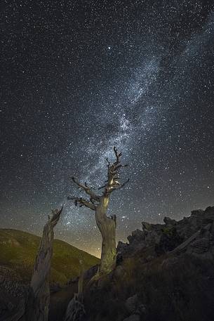 Leucodermis Pine on a starry night in the Pollino National Park.
Pinus leucodermis is widespread in the Balkan Peninsula and is present as a post-glacial relict in Southern Italy.
The oldest Italian populations of this species are located at high elevation in the mountains of Pollino range.
In 1993 the a National Park (the Pollino National Park, actually the biggest one in Italy) was founded to protect those beautiful and unique trees from anthropogenic activities.
