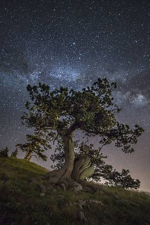 Leucodermis Pine on a starry night in the Pollino National Park.
Pinus leucodermis is widespread in the Balkan Peninsula and is present as a post-glacial relict in Southern Italy.
The oldest Italian populations of this species are located at high elevation in the mountains of Pollino range.
In 1993 the a National Park (the Pollino National Park, actually the biggest one in Italy) was founded to protect those beautiful and unique trees from anthropogenic activities.
