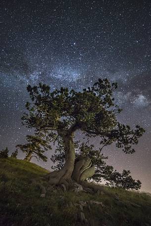 Leucodermis Pine on a starry night in the Pollino National Park.
Pinus leucodermis is widespread in the Balkan Peninsula and is present as a post-glacial relict in Southern Italy.
The oldest Italian populations of this species are located at high elevation in the mountains of Pollino range.
In 1993 the a National Park (the Pollino National Park, actually the biggest one in Italy) was founded to protect those beautiful and unique trees from anthropogenic activities.
